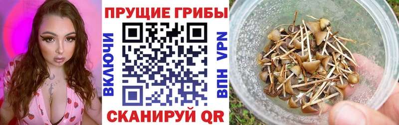 где можно купить   Зеленоградск  Псилоцибиновые грибы Cubensis 